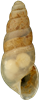 Allopeas clavulinumTROPIKSYLSNÄCKA6,9 × 2,7 mm